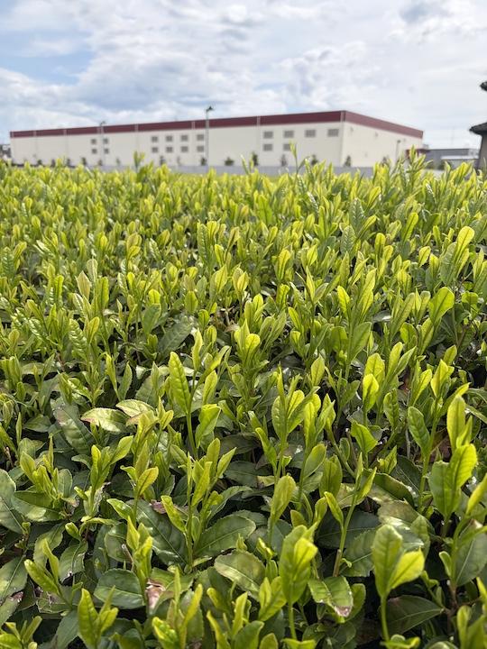 【新茶だより】茶畑から届いた、一年に一度の「旬」の香りを訪ねて。