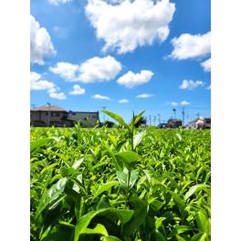 ハルイチ提携農園vol.3 過酷な夏の茶畑作業【2023年7月】